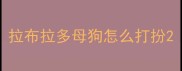 拉布拉多母狗怎么打扮