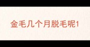 金毛几个月脱毛呢