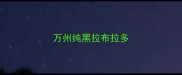 万州纯黑拉布拉多