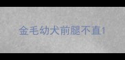 金毛幼犬前腿不直