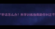 泰迪犬不听话怎么办科学训练指南助你纠正不良行为