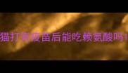 猫打完疫苗后能吃赖氨酸吗