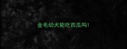 金毛幼犬能吃西瓜吗