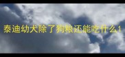 泰迪幼犬除了狗粮还能吃什么