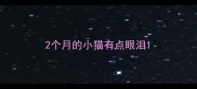 2个月的小猫有点眼泪