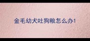 金毛幼犬吐狗粮怎么办