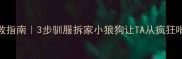 边牧咬手自救指南3步驯服拆家小狼狗让TA从疯狂啃手到主动握手