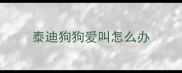 泰迪狗狗爱叫怎么办