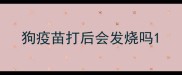 狗疫苗打后会发烧吗