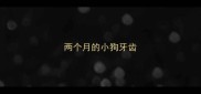 两个月的小狗牙齿