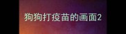 狗狗打疫苗的画面