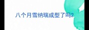 八个月雪纳瑞成型了吗