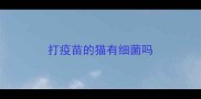 打疫苗的猫有细菌吗