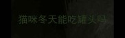 猫咪冬天能吃罐头吗