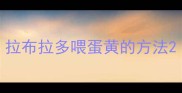 拉布拉多喂蛋黄的方法