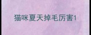 猫咪夏天掉毛厉害