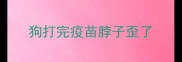 狗打完疫苗脖子歪了