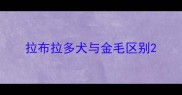 拉布拉多犬与金毛区别