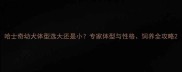 哈士奇幼犬体型选大还是小专家体型与性格饲养全攻略