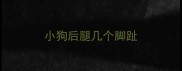 小狗后腿几个脚趾