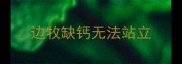 边牧缺钙无法站立