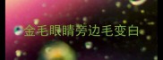金毛眼睛旁边毛变白