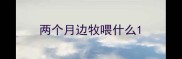 两个月边牧喂什么
