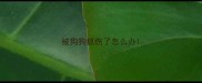 被狗狗抓伤了怎么办