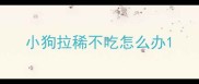 小狗拉稀不吃怎么办