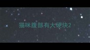 猫咪腹部有大硬块