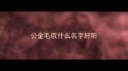 公金毛取什么名字好听