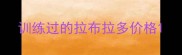 训练过的拉布拉多价格
