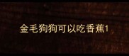 金毛狗狗可以吃香蕉