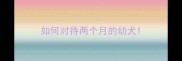 如何对待两个月的幼犬