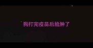 狗打完疫苗后脸肿了