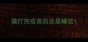 猫打完疫苗后总是睡觉