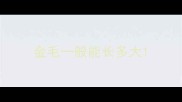 金毛一般能长多大