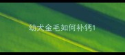 幼犬金毛如何补钙