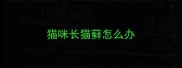 猫咪长猫藓怎么办