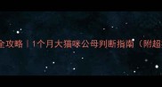 幼猫性别鉴别全攻略1个月大猫咪公母判断指南附超实用互动技巧