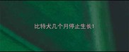 比特犬几个月停止生长