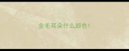 金毛耳朵什么颜色