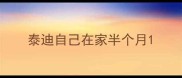 泰迪自己在家半个月