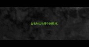 金毛和边牧哪个捕猎好