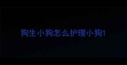 狗生小狗怎么护理小狗