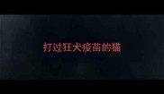 打过狂犬疫苗的猫