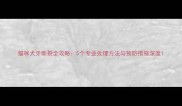 猫咪犬牙断裂全攻略5个专业处理方法与预防措施深度