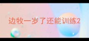 边牧一岁了还能训练
