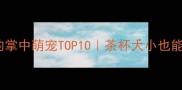 适合室内饲养的掌中萌宠TOP10茶杯大小也能治愈你的生活