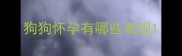 狗狗怀孕有哪些表现